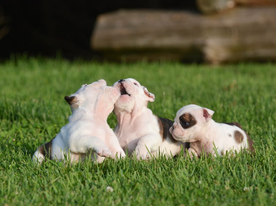 Bulldog Puppies Playing